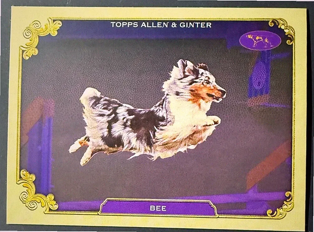 2024 Topps Allen & Ginter Westminster Kennel Club Best in Show Complete Your Set